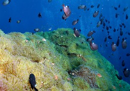 Thailand 2015 - Ko Tao - Anemones Ambiance _IMG_3783_rc